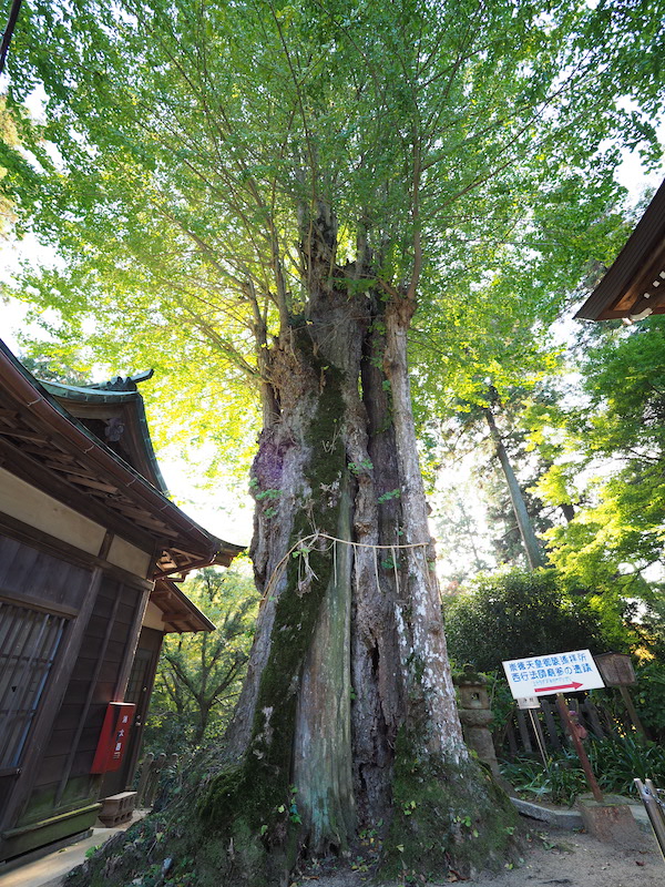 f:id:satsusatsunokoe:20191113191117j:plain f:id:satsusatsunokoe:20191113191117j:plain