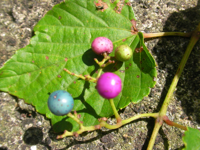 f:id:sattisatisatti:20111023095034j:image