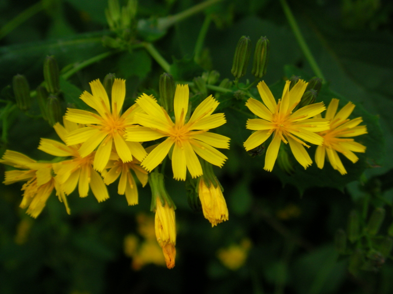 f:id:sattisatisatti:20111023095342j:image