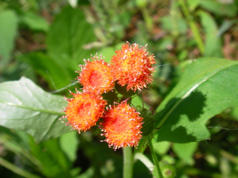 f:id:sattisatisatti:20111023101153j:image