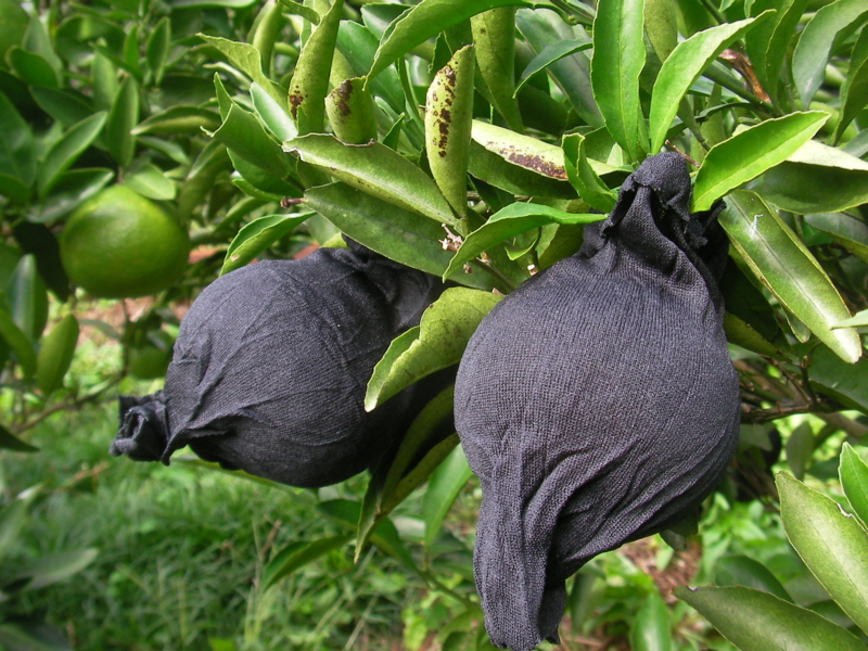 f:id:sattisatisatti:20111023105035j:image