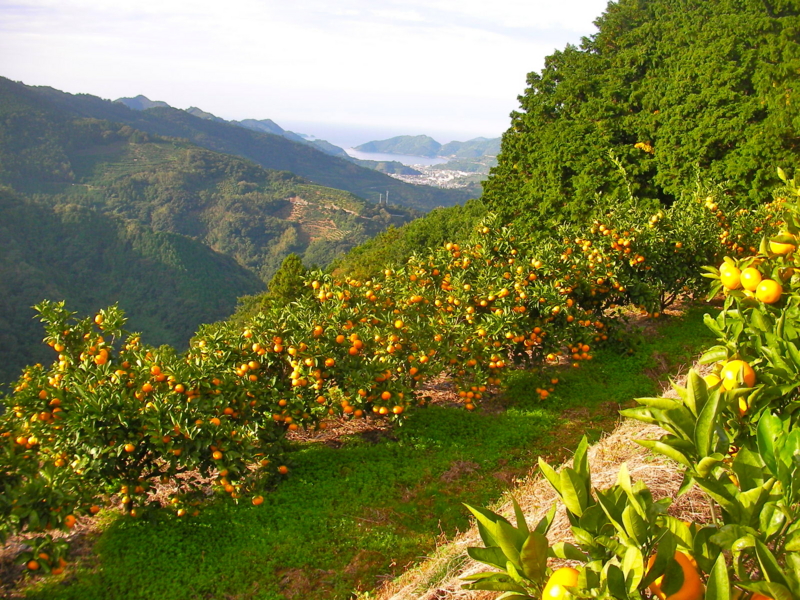 f:id:sattisatisatti:20111104213456j:image:w640 f:id:sattisatisatti:20111104213456j:image:w640