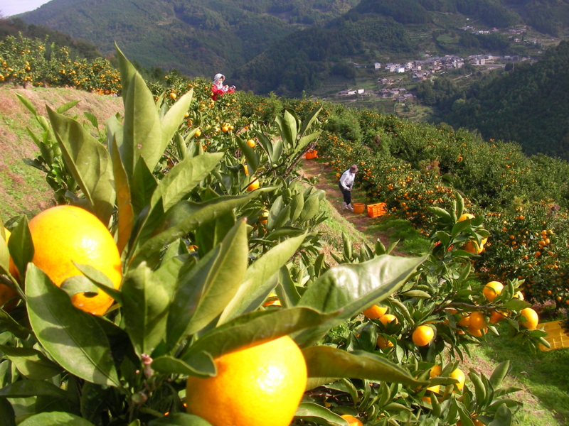 f:id:sattisatisatti:20111104213459j:image:w640 f:id:sattisatisatti:20111104213459j:image:w640