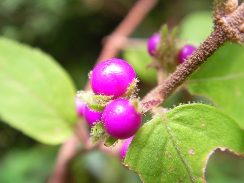 f:id:sattisatisatti:20111104213501j:image:w640 f:id:sattisatisatti:20111104213501j:image:w640