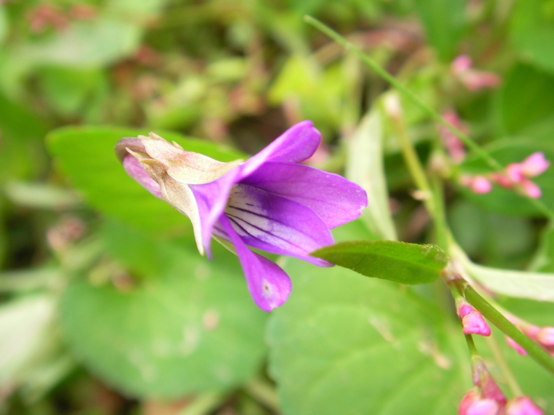 f:id:sattisatisatti:20111104213502j:image:w640 f:id:sattisatisatti:20111104213502j:image:w640