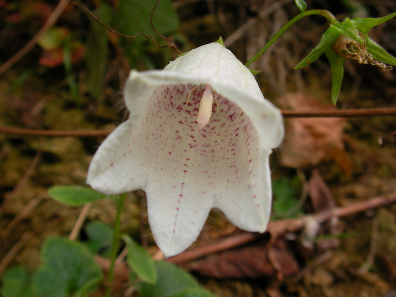f:id:sattisatisatti:20111104213506j:image:w640 f:id:sattisatisatti:20111104213506j:image:w640