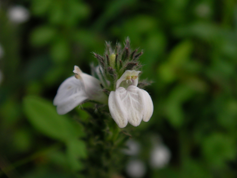 f:id:sattisatisatti:20111108222304j:image:w640