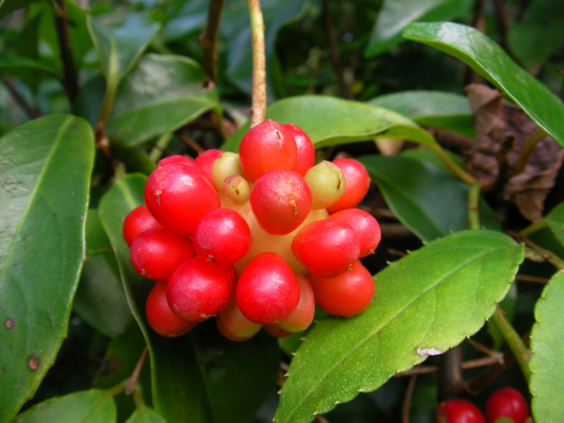 f:id:sattisatisatti:20111108222306j:image:w640