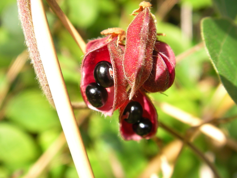 f:id:sattisatisatti:20111108222309j:image:w640