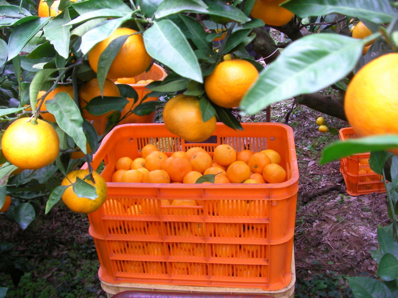 f:id:sattisatisatti:20111109182755j:image:w360:right f:id:sattisatisatti:20111109182755j:image:w360:right