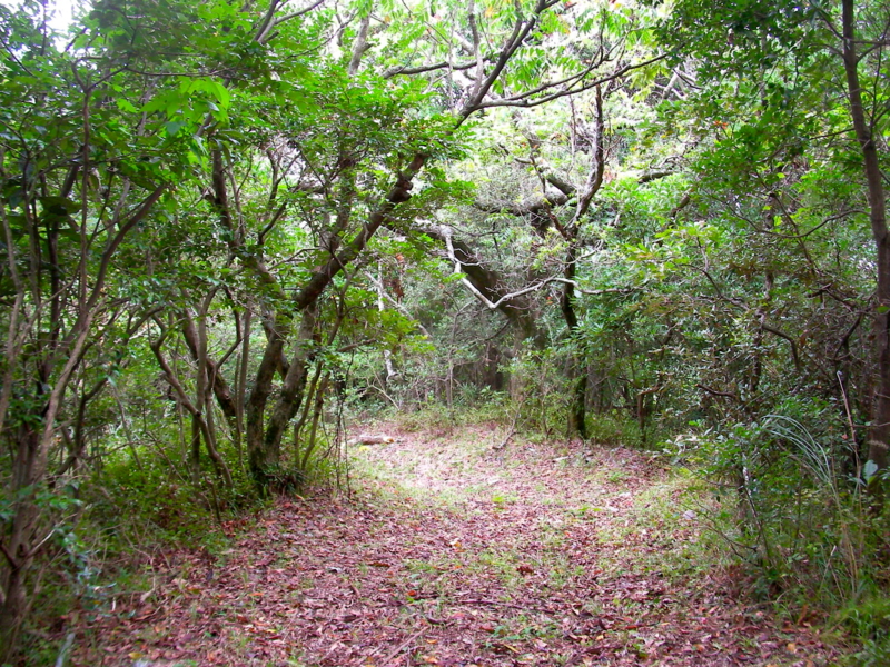f:id:sattisatisatti:20111109182756j:image:w360:right f:id:sattisatisatti:20111109182756j:image:w360:right