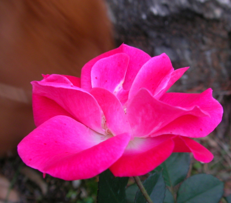 f:id:sattisatisatti:20111109182759j:image:w360 f:id:sattisatisatti:20111109182759j:image:w360