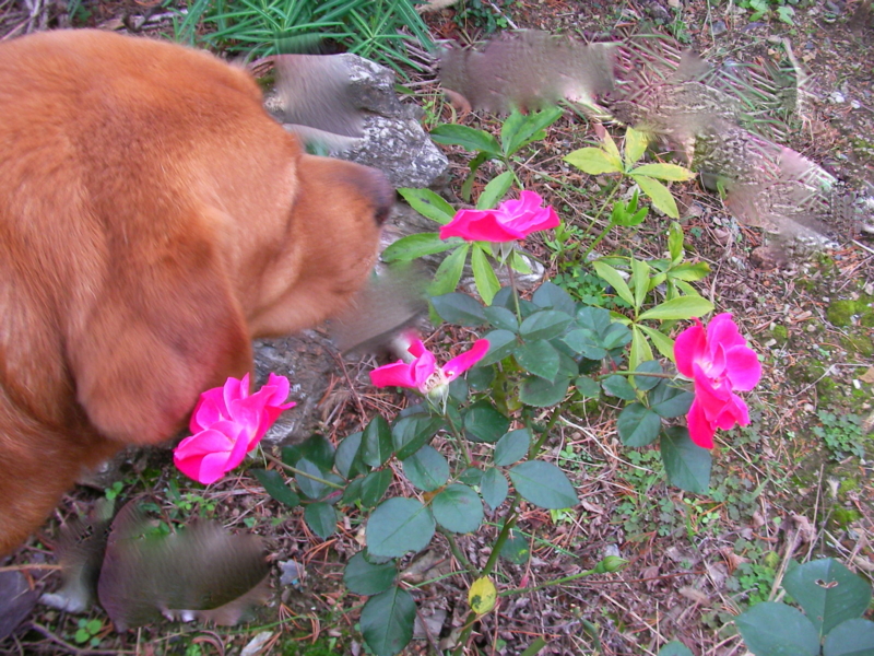 f:id:sattisatisatti:20111109182800j:image:w360 f:id:sattisatisatti:20111109182800j:image:w360