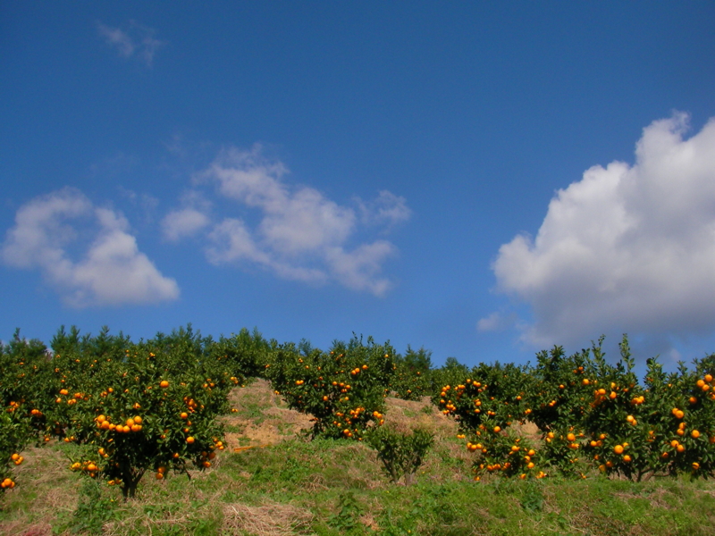 f:id:sattisatisatti:20111115233503j:image:w640 f:id:sattisatisatti:20111115233503j:image:w640