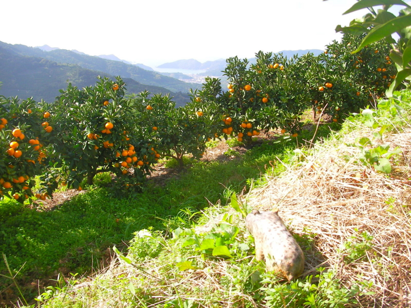 f:id:sattisatisatti:20111115233504j:image:w640 f:id:sattisatisatti:20111115233504j:image:w640