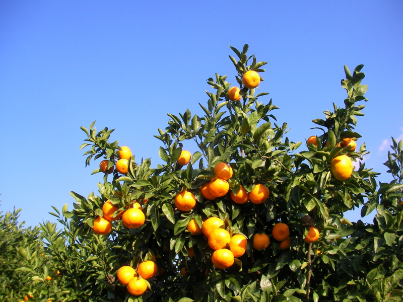 f:id:sattisatisatti:20111115234606j:image:w360 f:id:sattisatisatti:20111115234606j:image:w360