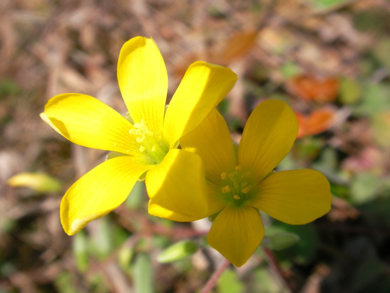 f:id:sattisatisatti:20111115234607j:image:w640 f:id:sattisatisatti:20111115234607j:image:w640