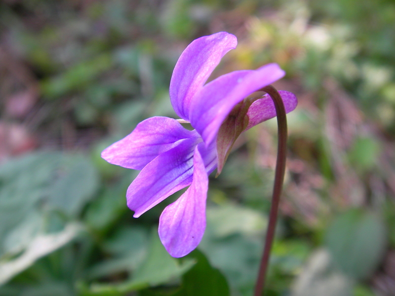 f:id:sattisatisatti:20111115234610j:image:w640 f:id:sattisatisatti:20111115234610j:image:w640