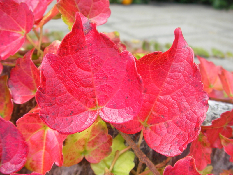 f:id:sattisatisatti:20111125193452j:image:w640 f:id:sattisatisatti:20111125193452j:image:w640