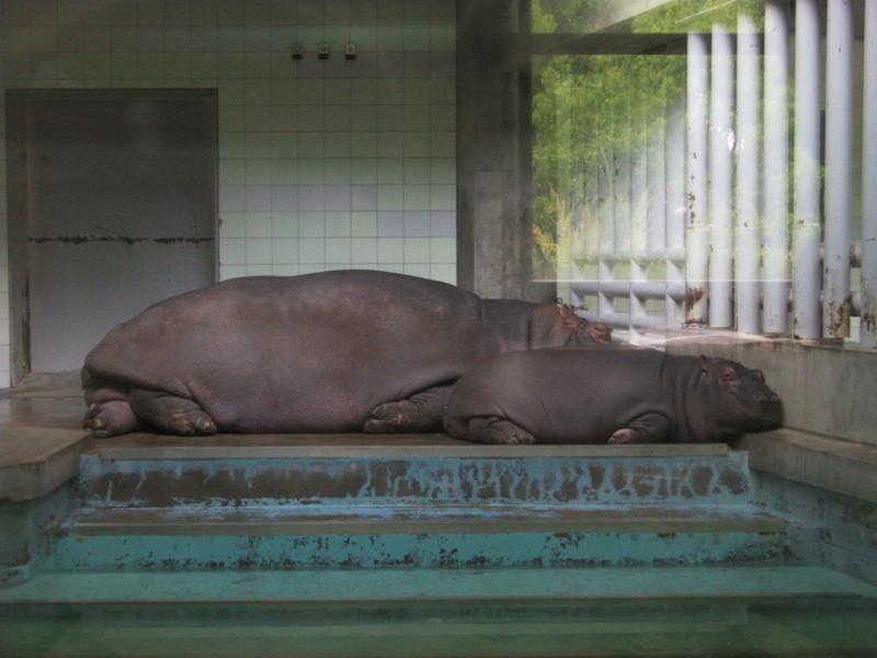 f:id:sattisatisatti:20120516212433j:image:w640 f:id:sattisatisatti:20120516212433j:image:w640