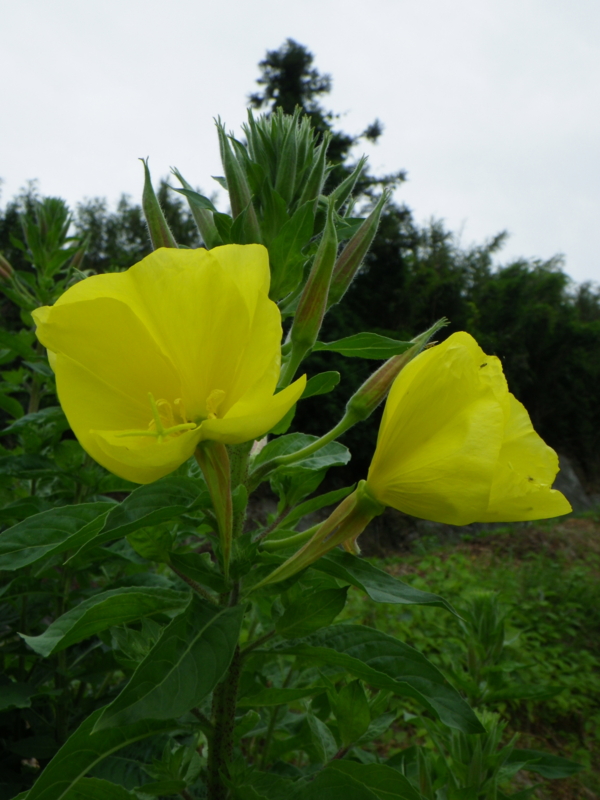 f:id:sattisatisatti:20120602234156j:image:w450 f:id:sattisatisatti:20120602234156j:image:w450