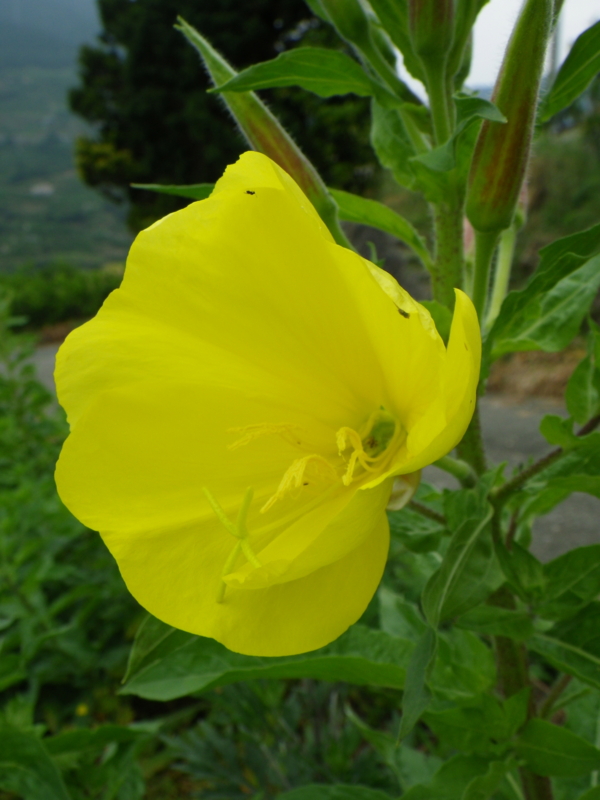 f:id:sattisatisatti:20120602234158j:image:w450 f:id:sattisatisatti:20120602234158j:image:w450