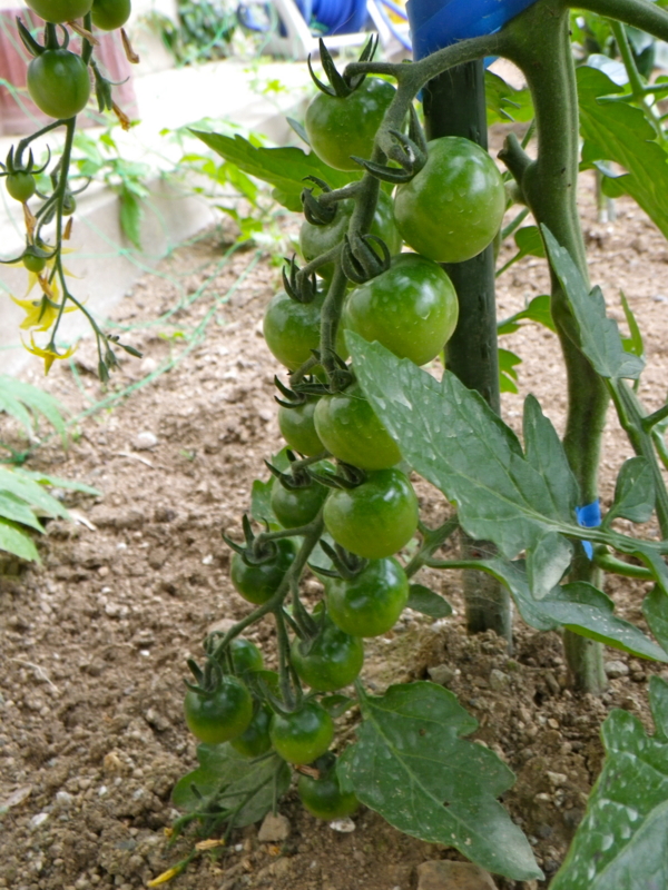 f:id:sattisatisatti:20120602234416j:image:w360 f:id:sattisatisatti:20120602234416j:image:w360