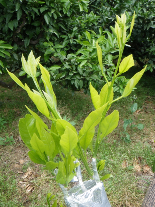 f:id:sattisatisatti:20120602234429j:image:w360 f:id:sattisatisatti:20120602234429j:image:w360