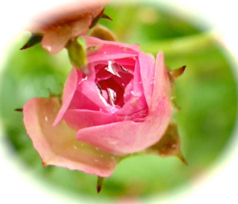 f:id:sattisatisatti:20120604001503j:image:w300 f:id:sattisatisatti:20120604001503j:image:w300
