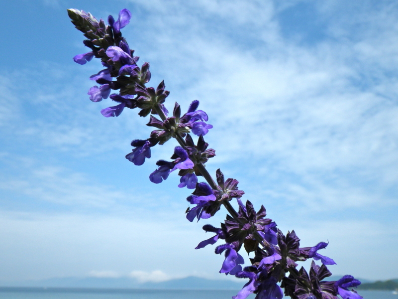 f:id:sattisatisatti:20120604001512j:image:w640 f:id:sattisatisatti:20120604001512j:image:w640
