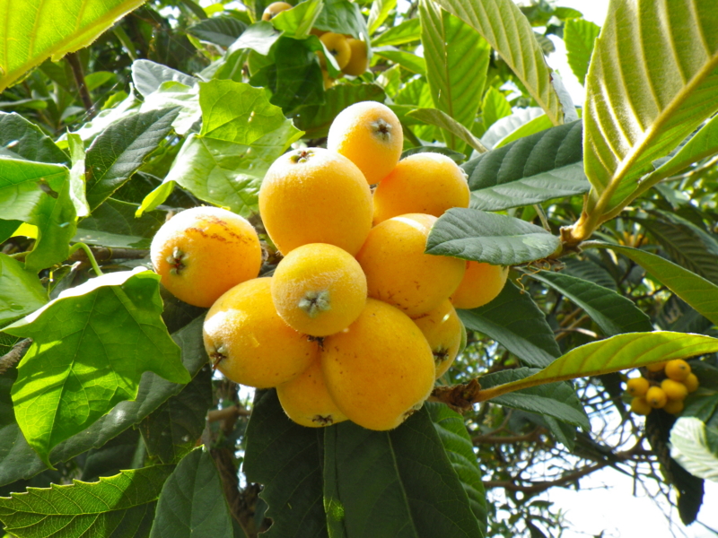 f:id:sattisatisatti:20120604001513j:image:w360 f:id:sattisatisatti:20120604001513j:image:w360