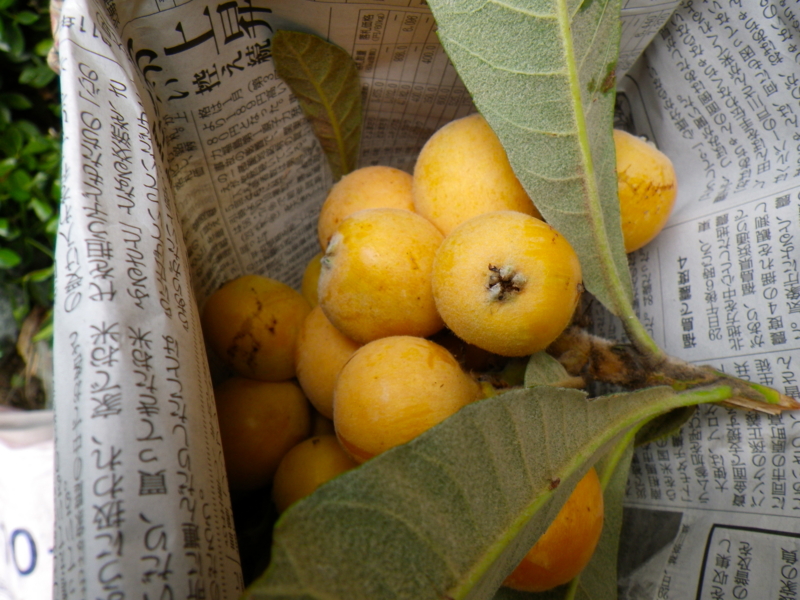 f:id:sattisatisatti:20120604001522j:image:w360 f:id:sattisatisatti:20120604001522j:image:w360