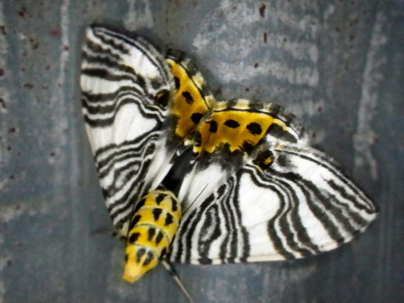 f:id:sattisatisatti:20120604001526j:image:w360 f:id:sattisatisatti:20120604001526j:image:w360