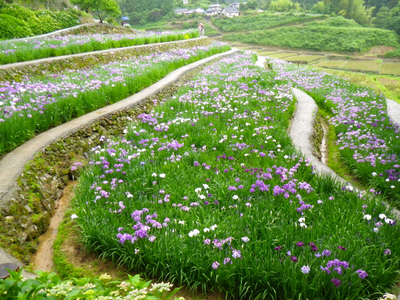 f:id:sattisatisatti:20120605223903j:image:w640 f:id:sattisatisatti:20120605223903j:image:w640