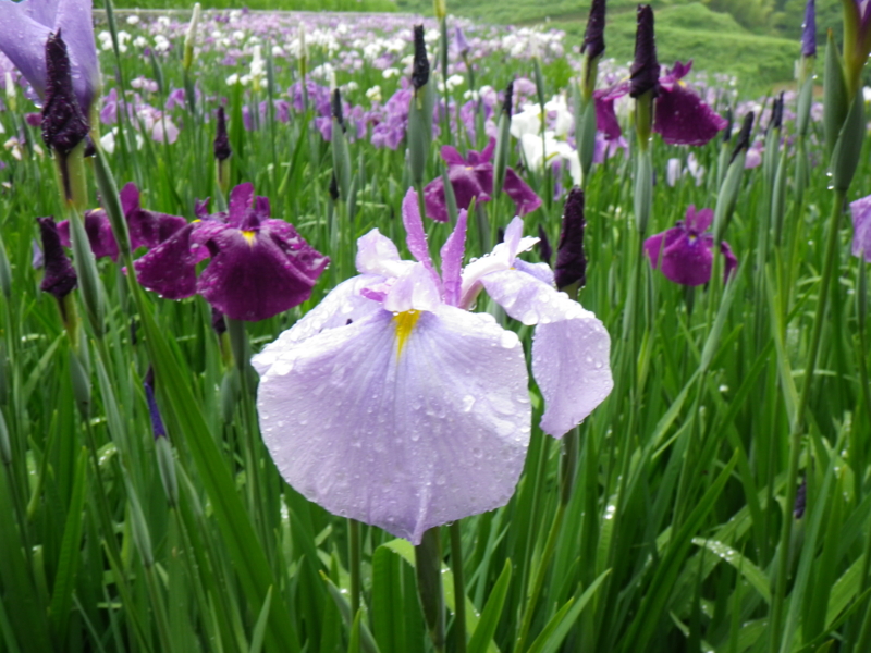 f:id:sattisatisatti:20120605223904j:image:w640 f:id:sattisatisatti:20120605223904j:image:w640