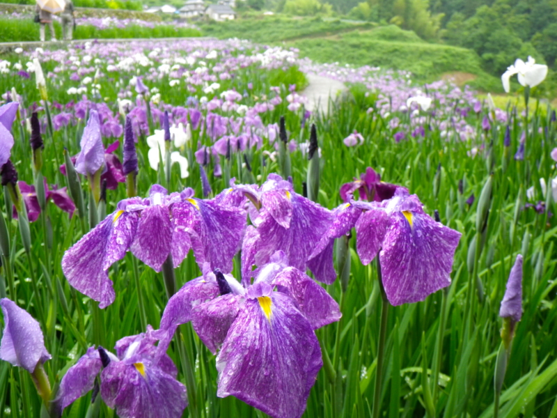 f:id:sattisatisatti:20120605223905j:image:w640 f:id:sattisatisatti:20120605223905j:image:w640