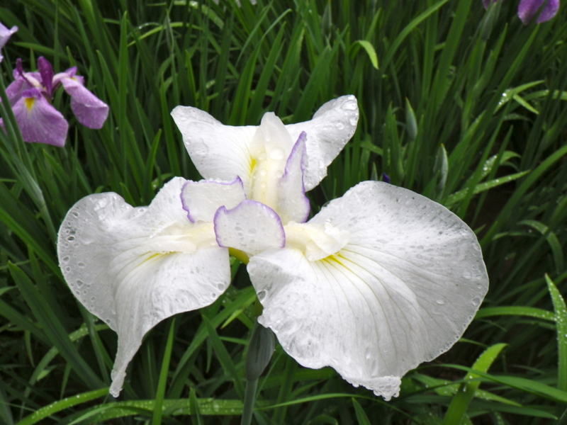 f:id:sattisatisatti:20120605223906j:image:w640 f:id:sattisatisatti:20120605223906j:image:w640