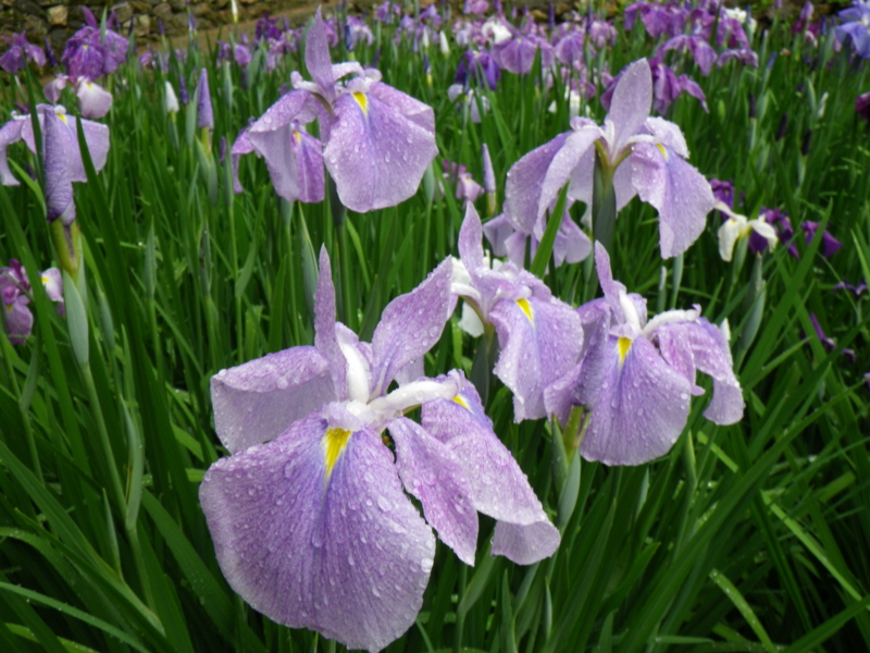 f:id:sattisatisatti:20120605223907j:image:w640 f:id:sattisatisatti:20120605223907j:image:w640