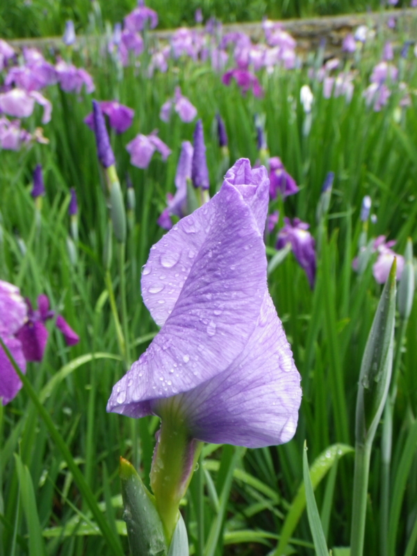f:id:sattisatisatti:20120605223908j:image:w640 f:id:sattisatisatti:20120605223908j:image:w640