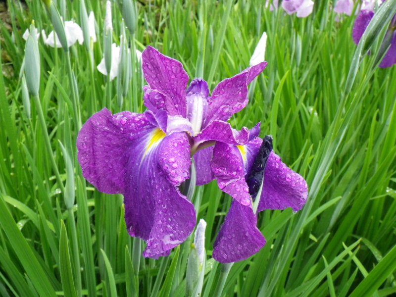 f:id:sattisatisatti:20120605223909j:image:w640 f:id:sattisatisatti:20120605223909j:image:w640