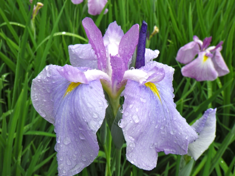 f:id:sattisatisatti:20120605223910j:image:w640 f:id:sattisatisatti:20120605223910j:image:w640