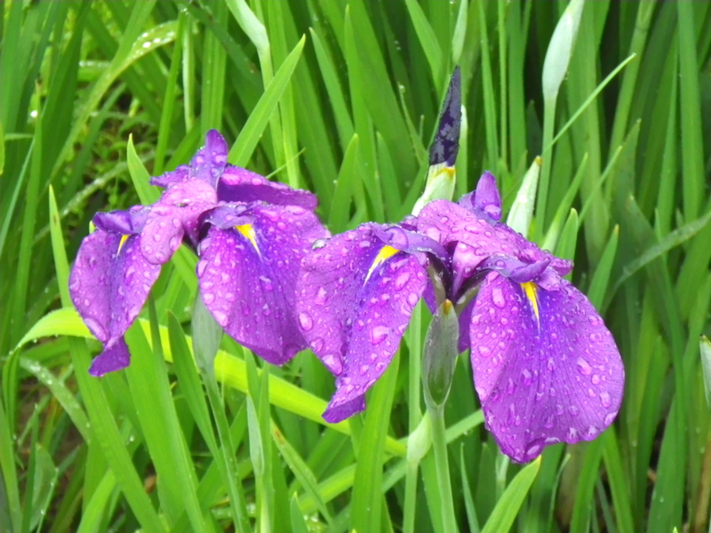 f:id:sattisatisatti:20120605223912j:image:w640 f:id:sattisatisatti:20120605223912j:image:w640