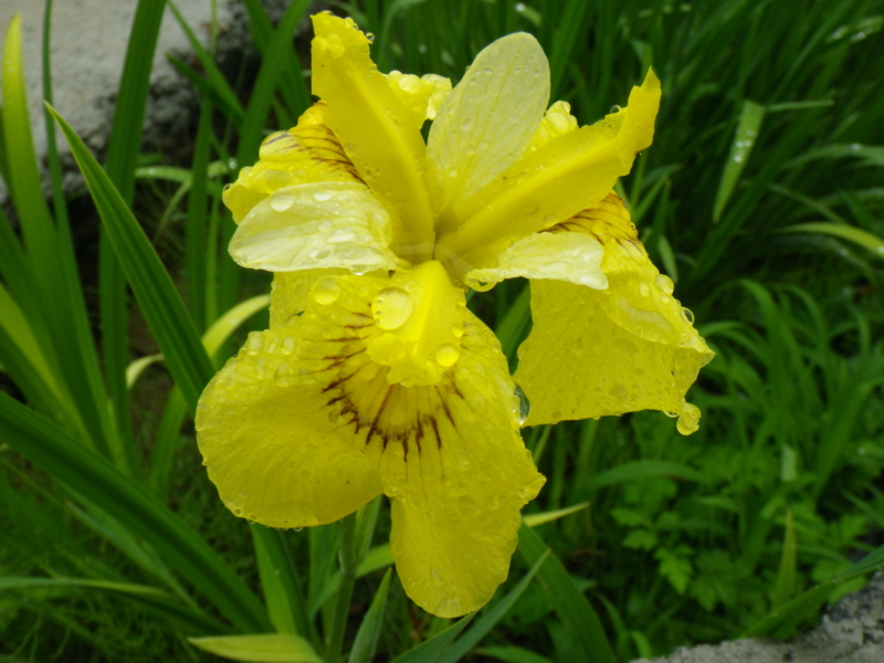 f:id:sattisatisatti:20120605223913j:image:w640 f:id:sattisatisatti:20120605223913j:image:w640
