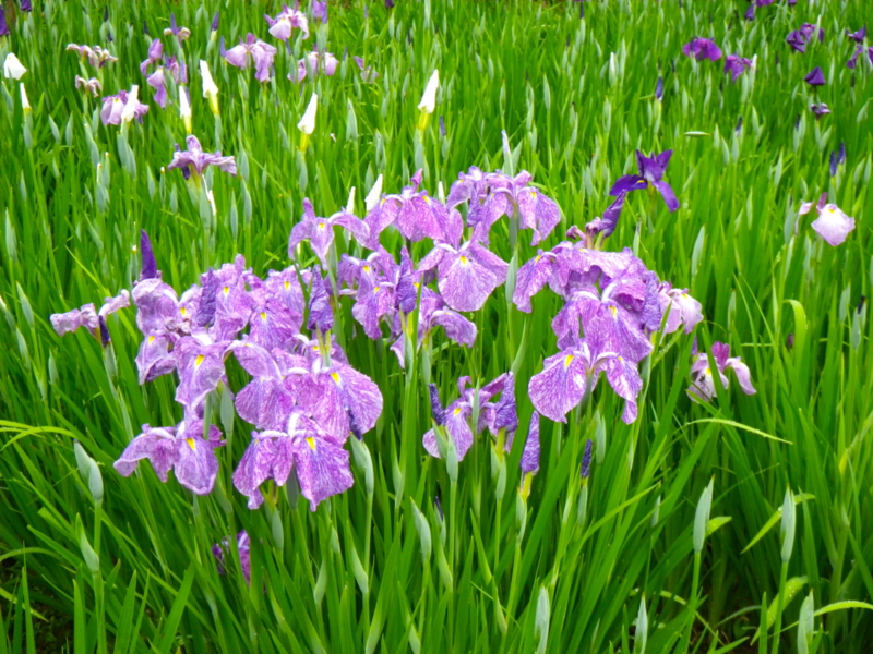 f:id:sattisatisatti:20120605223914j:image:w640 f:id:sattisatisatti:20120605223914j:image:w640