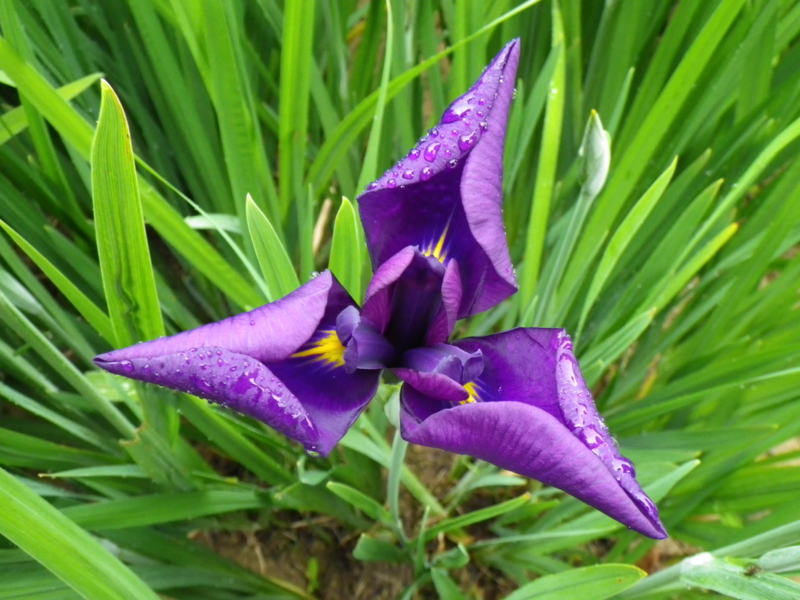 f:id:sattisatisatti:20120605223916j:image:w640 f:id:sattisatisatti:20120605223916j:image:w640