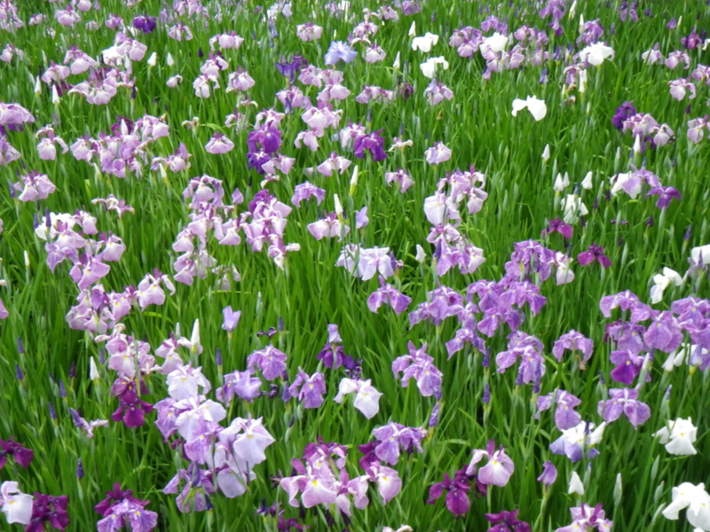 f:id:sattisatisatti:20120605223922j:image:w640 f:id:sattisatisatti:20120605223922j:image:w640
