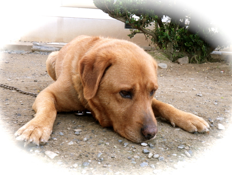 f:id:sattisatisatti:20120615004245j:image:w360 f:id:sattisatisatti:20120615004245j:image:w360