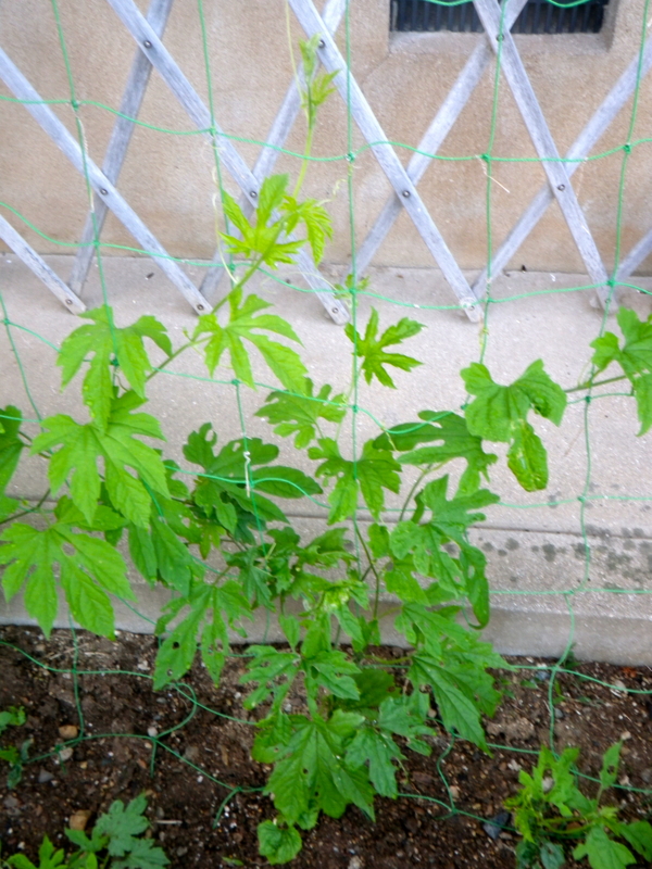 f:id:sattisatisatti:20120615004247j:image:w360 f:id:sattisatisatti:20120615004247j:image:w360