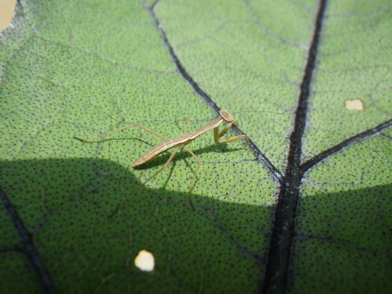 f:id:sattisatisatti:20120615004256j:image:w640 f:id:sattisatisatti:20120615004256j:image:w640