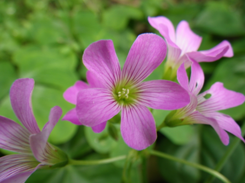 f:id:sattisatisatti:20120615004829j:image:w640 f:id:sattisatisatti:20120615004829j:image:w640